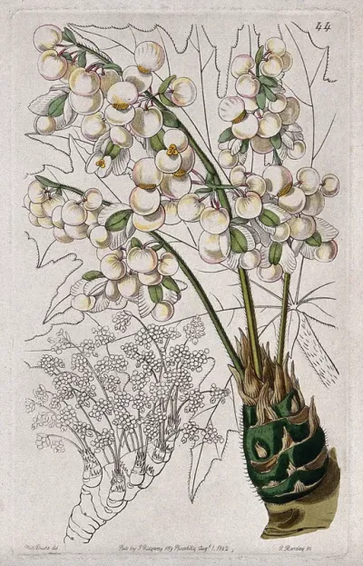 A begonia plant (Begonia crassicaulis): flowering stems and leaf