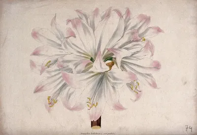 A belladonna lily flower (Amaryllis belladonna var