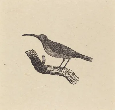 A Bird