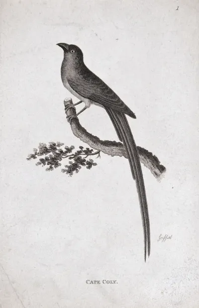 A bird: a Cape coly