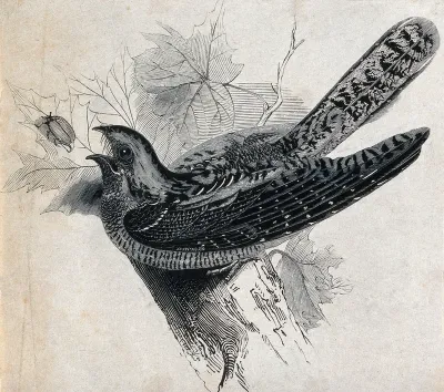 A bird: a nightjar (Caprimulgus europaeus)