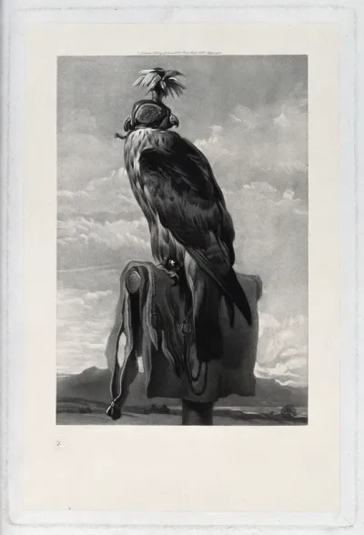 A bird of prey harnessed for falconry