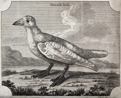 A bird of the crow family: a sheath bill