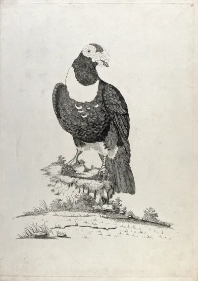 A bird, possibly a capercaillie