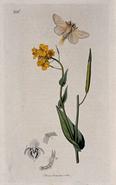 A bird rape plant (Brassica campestris) with an associated moth and its anatomical segments