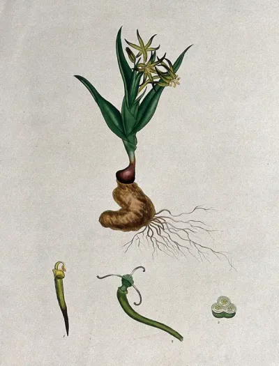A bird's-tongue plant (Ornithoglossum glaucum): flowering plant and floral segments