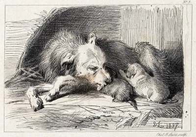 A bitch is licking its suckling puppies