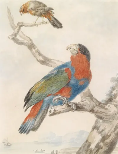 A Black-capped Lory (Lorius lory) in the centre of the painting. A flycatcher above.