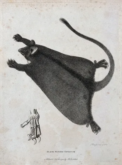 A black flying opossum and a skeletal detail of its claw