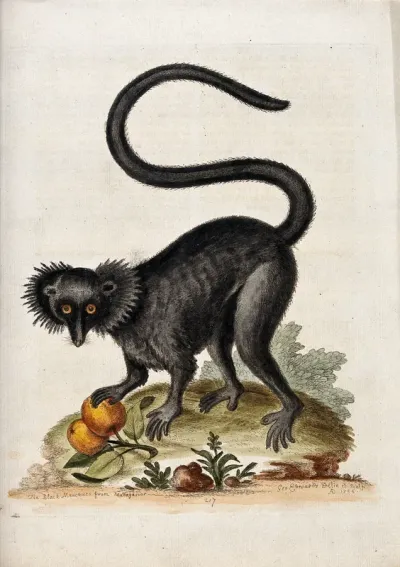 A black macaque with some fruit in its paw