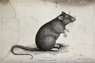 A black rat sitting upright on the ground