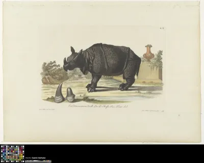 A black rhinoceros