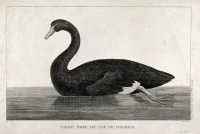 A black swan in Cape Van Diemen