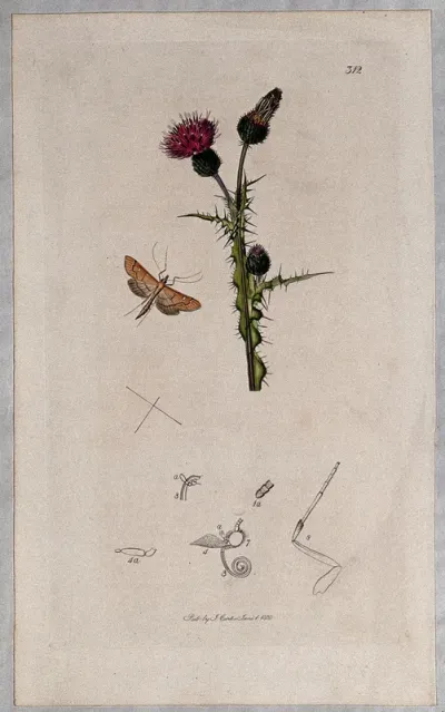 A blessed thistle (Cnicus palustris) with an associated insect and its anatomical segments