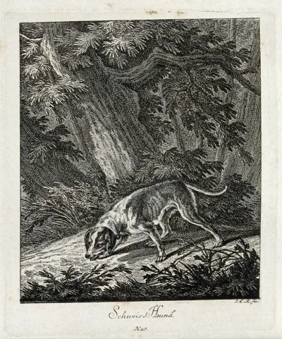 A bloodhound sniffing a trail in the forest
