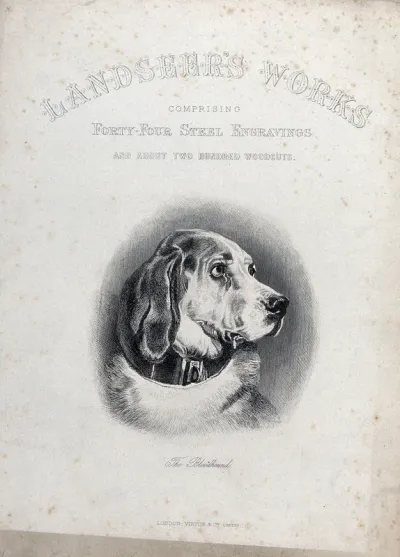 A bloodhound with a heavy collar