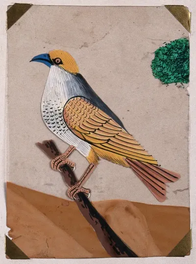 A blue beaked, yellow winged bird