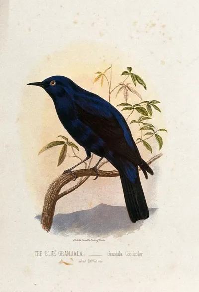 A blue grandala bird (Grandala coelicolor)