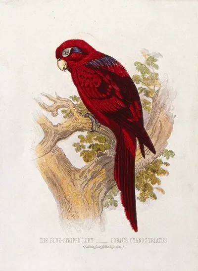 A blue-striped lory (Lorius cyanostriatus)
