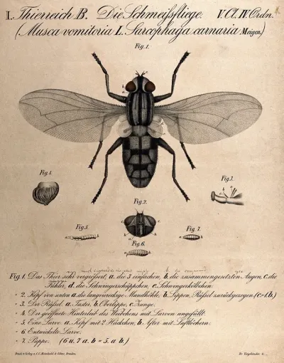 A bluebottle fly: seven figures, including details showing the head and pupae