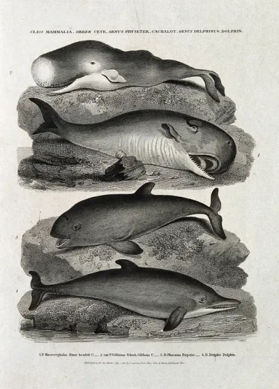 A blunt headed cachalot, a gibbous cachalot, a porpoise and a dolphin