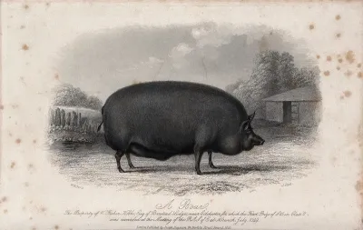 A boar. Etching by J. Scott, ca 1850, after W.H. Davis