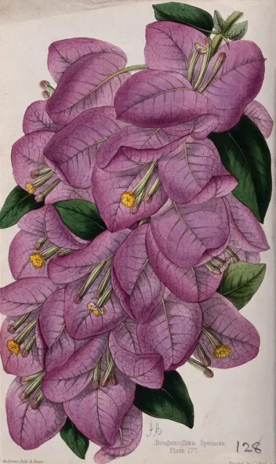 A bougainvillea plant (Bougainvillea speciosa): flowering stem