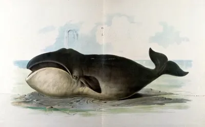A Bowhead whale resting on a sandbank