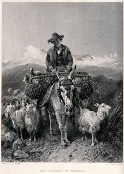 A boy in Granada rides on a donkey loaded with panniers as he leads his flock of goats