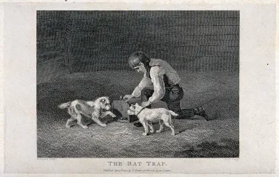 A boy kneeling down opening a rat-trap with two dogs eagerly awaiting the appearance of the rat