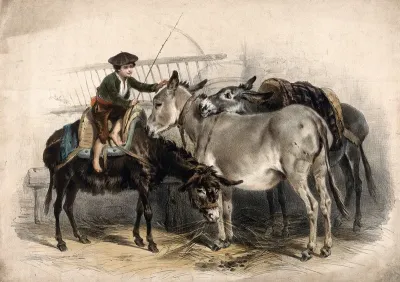 A boy riding and caressing donkeys in a stable