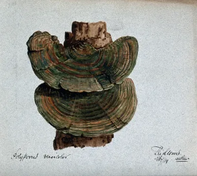 A bracket fungus (Coriolus versicolor): fruiting bodies growing on wood