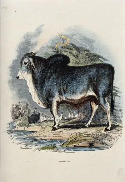 A Brahminy bull standing on the shore of a river