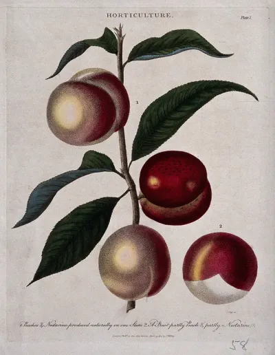 A branch of a Prunus cultivar bearing both peaches and nectarines
