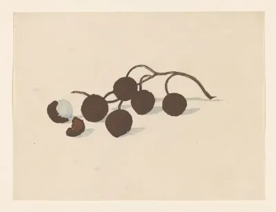 A branch of lychees