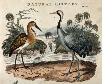 A Brazilian bittern (Ardea brasiliensis) and a common crane (Grus communis)