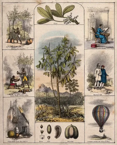 A Brazilian rubber tree (Hevea Brasiliensis), its flower and fruit segments bordered by six scenes illustrating its use by man