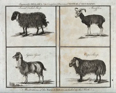 A broad tailed sheep, a moufflon, a Syrian goat and a Cape sheep