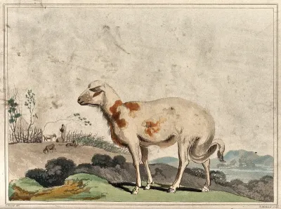 A broad tailed sheep from South Africa