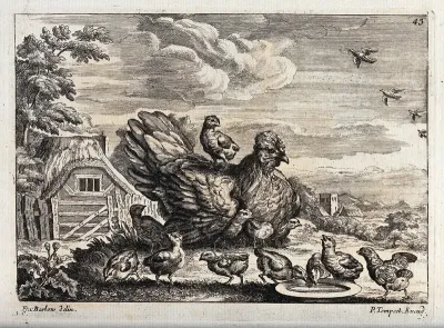 A broody hen surrounded by her chicks