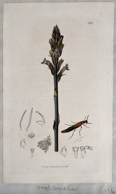 A broomrape plant (Orobanche caerulea) with an associated insect and its anatomical segments
