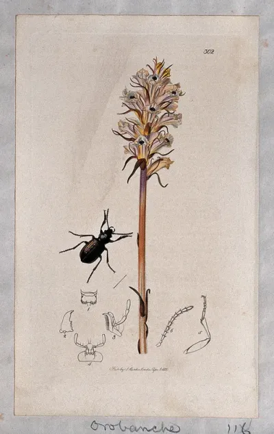 A broomrape plant (Orobanche minor) with an associated beetle and its abdominal segments