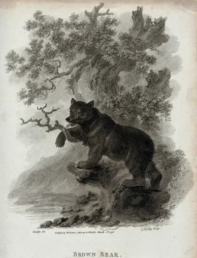 A brown bear climbing up a tree