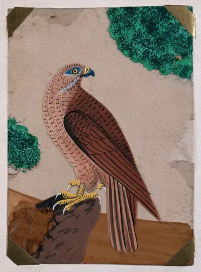 A brown falcon sitting on a rock