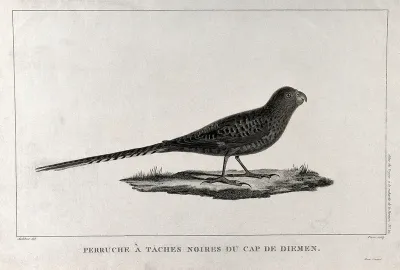 A budgerigar with black markings in Cape Van Diemen