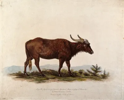 A buffalo from northern China