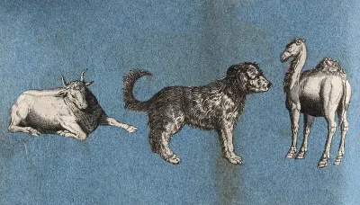 A bull, a dog and a camel