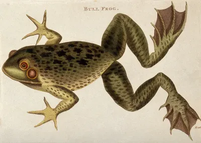 A bull frog. Coloured etching by J. Heath, 1802
