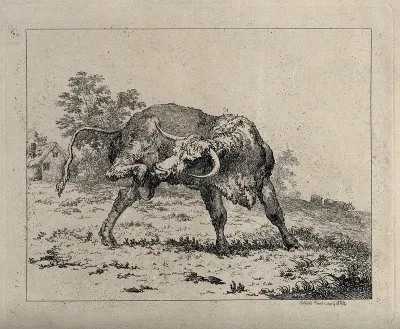 A bull standing in an enclosure trying to lick its hind leg