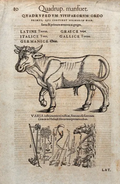 A bull. Woodcut after C. Gessner